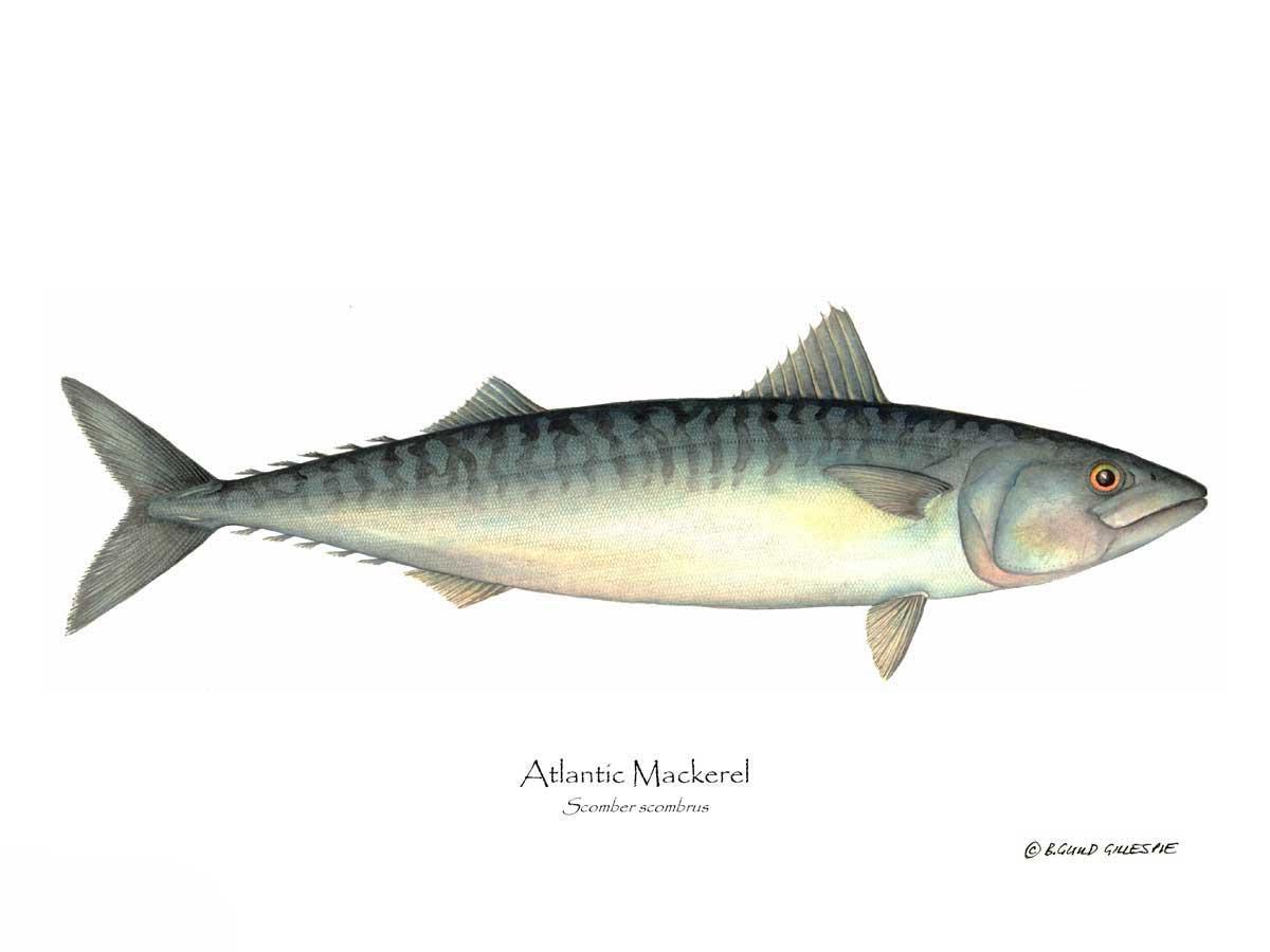 Fish Print: Mackerel, Atlantic Scomber scombrus | Wall Art Fish Print