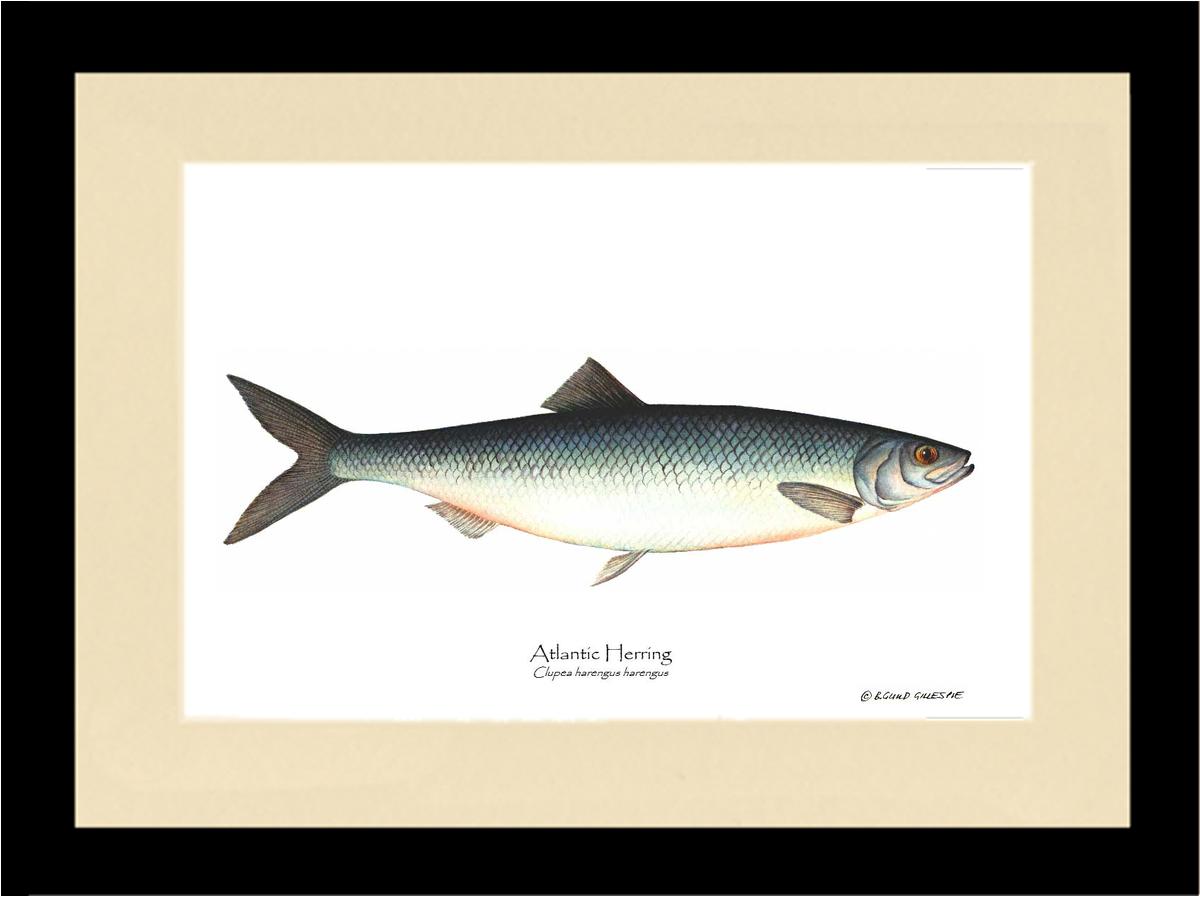 Fish Print: Herring, Atlantic Clupea harengus harengus | Wall Art Fish Print