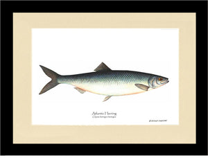 Fish Print: Herring, Atlantic Clupea harengus harengus