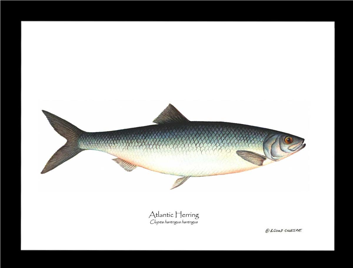 Fish Print: Herring, Atlantic Clupea harengus harengus | Wall Art Fish Print