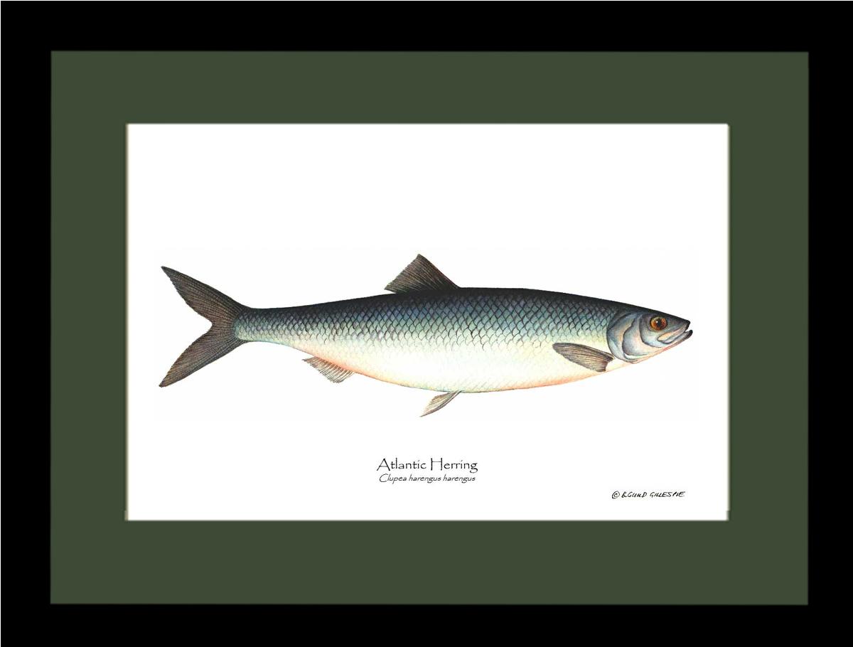 Fish Print: Herring, Atlantic Clupea harengus harengus | Wall Art Fish Print