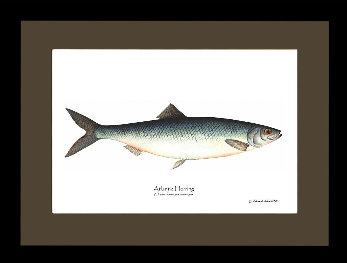 Fish Print: Herring, Atlantic Clupea harengus harengus | Wall Art Fish Print