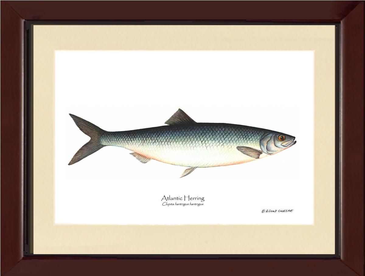 Fish Print: Herring, Atlantic Clupea harengus harengus | Wall Art Fish Print