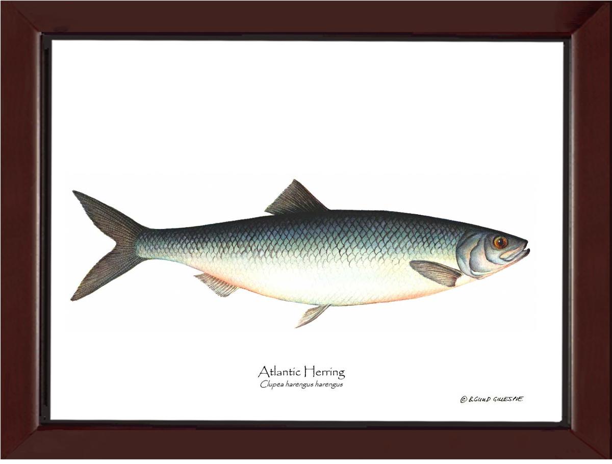 Fish Print: Herring, Atlantic Clupea harengus harengus | Wall Art Fish Print