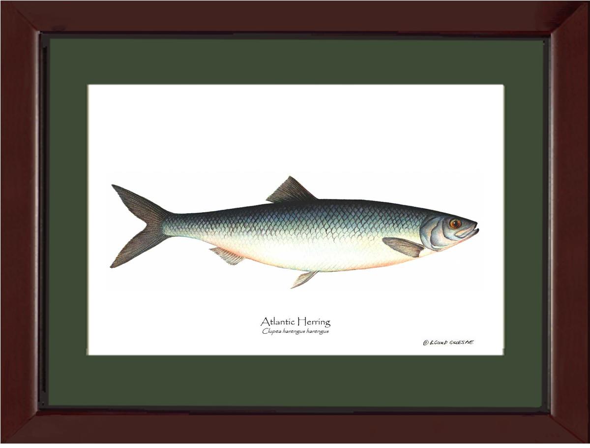 Fish Print: Herring, Atlantic Clupea harengus harengus | Wall Art Fish Print