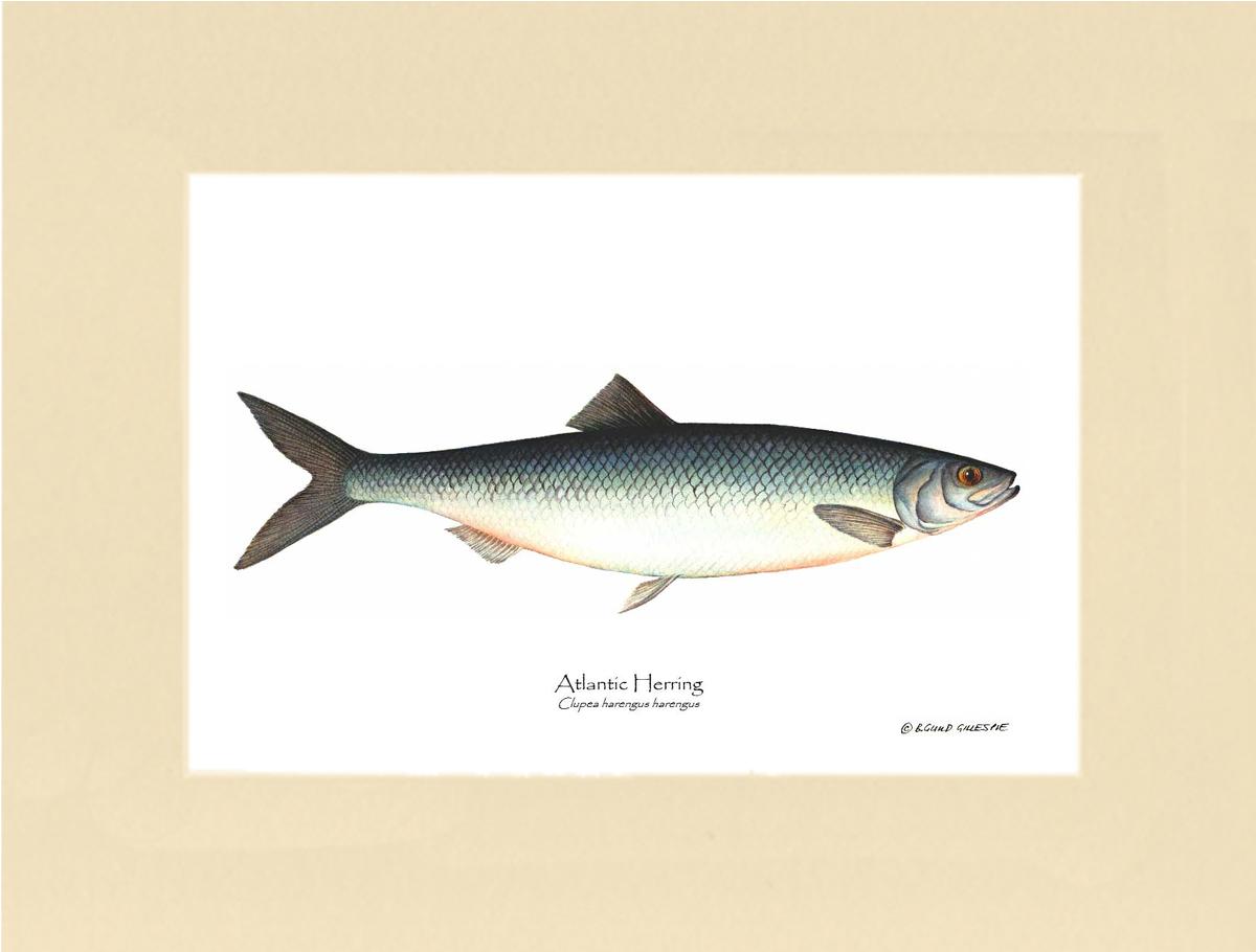 Fish Print: Herring, Atlantic Clupea harengus harengus | Wall Art Fish Print