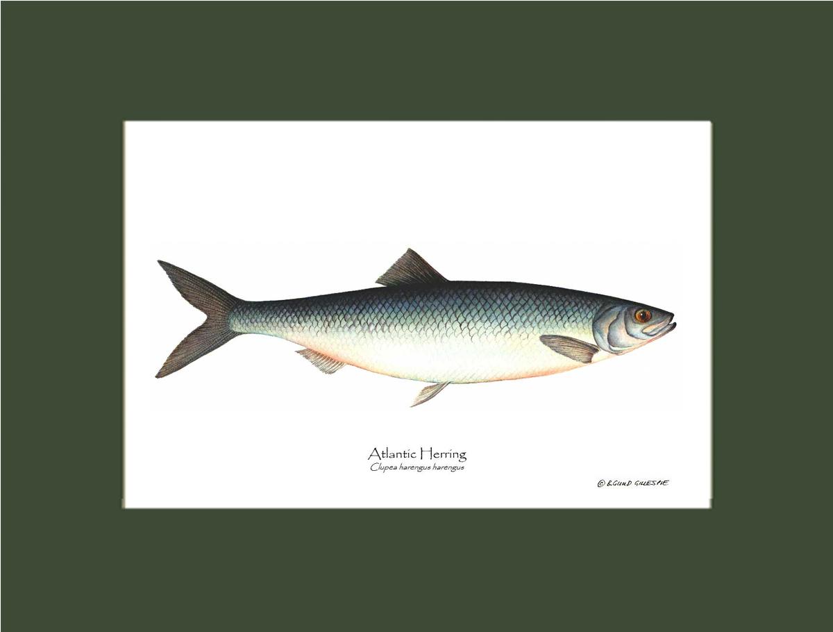 Fish Print: Herring, Atlantic Clupea harengus harengus | Wall Art Fish Print