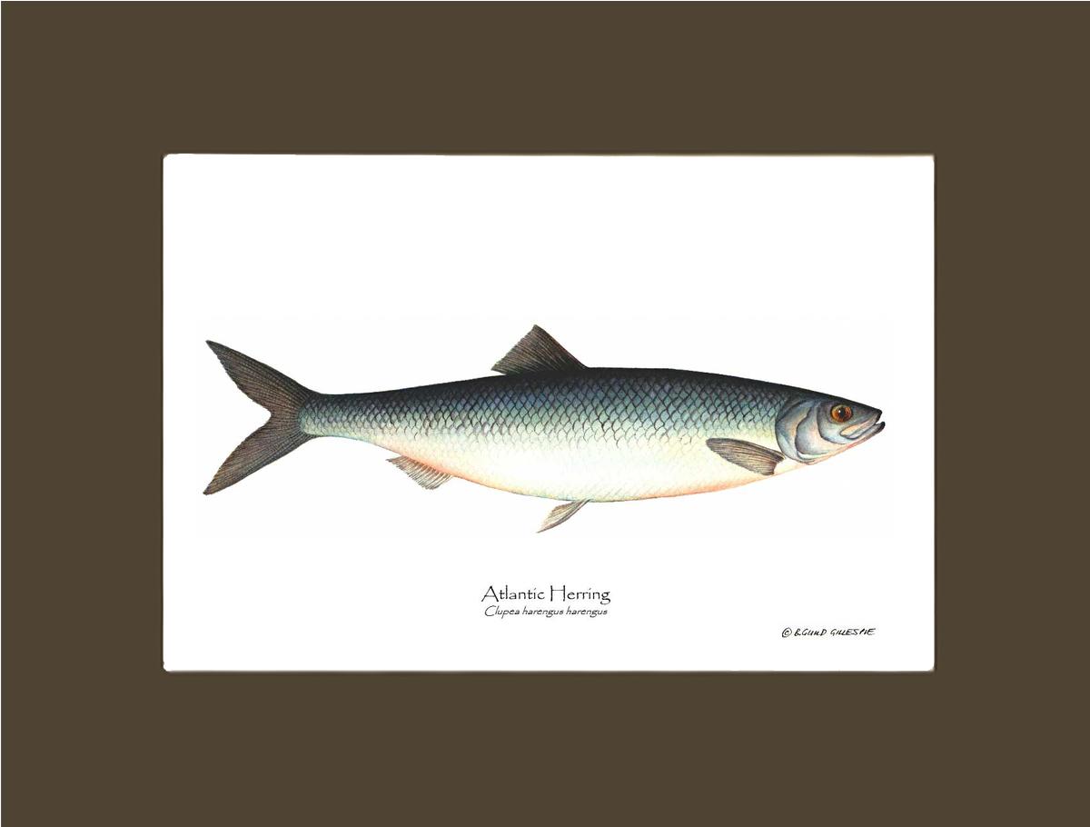 Fish Print: Herring, Atlantic Clupea harengus harengus | Wall Art Fish Print