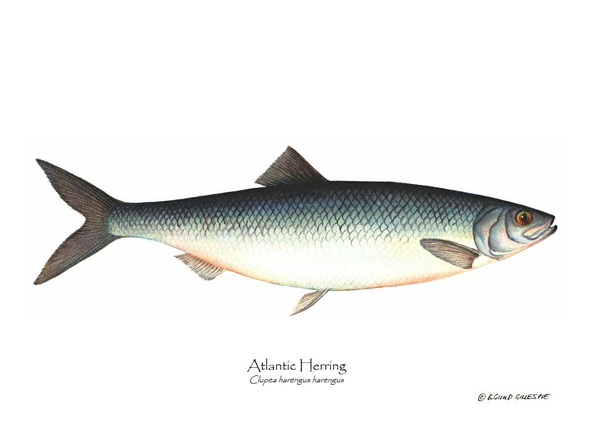 Fish Print: Herring, Atlantic Clupea harengus harengus | Wall Art Fish Print