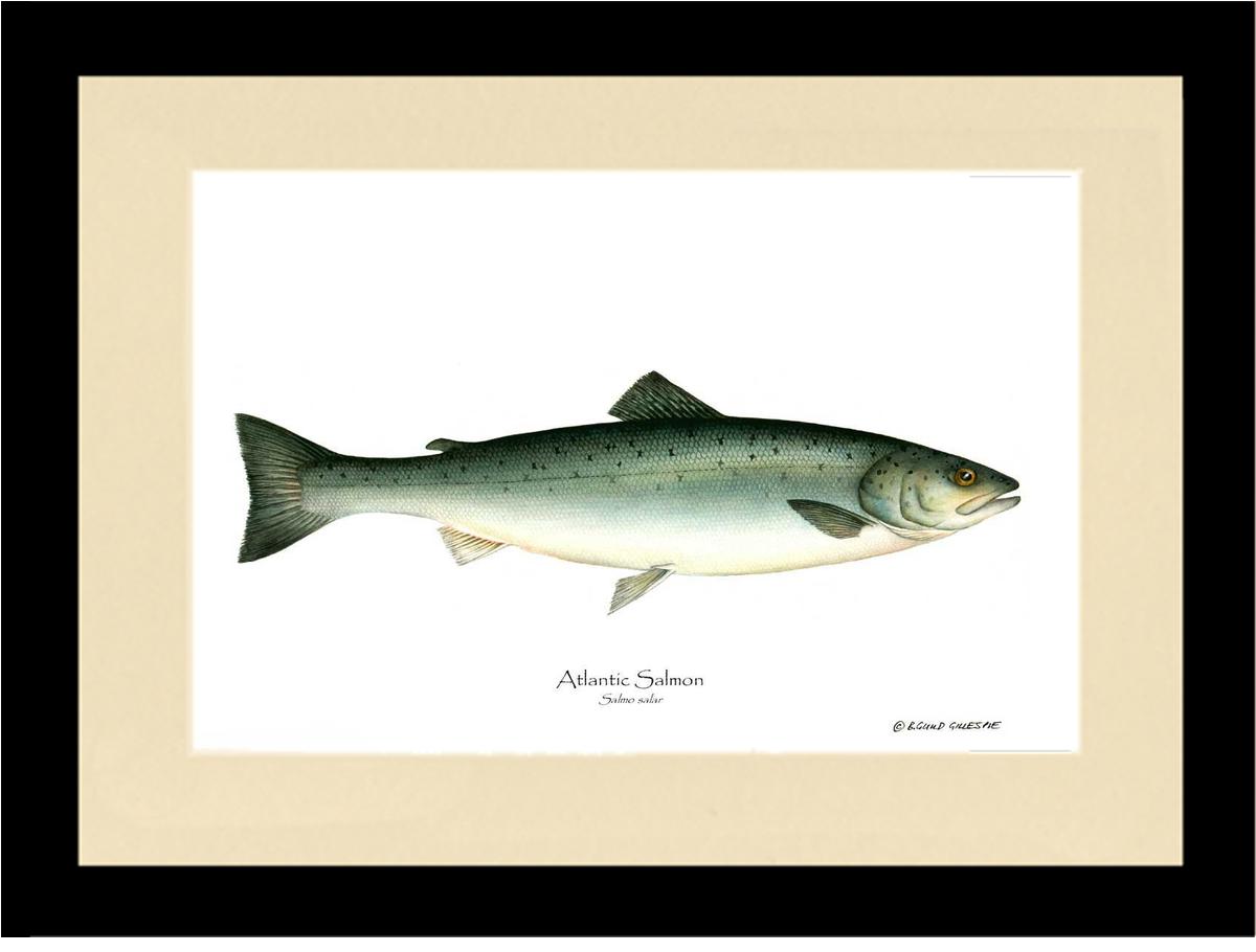 Fish Print: Salmon, Atlantic Salmo salar | Wall Art Fish Print