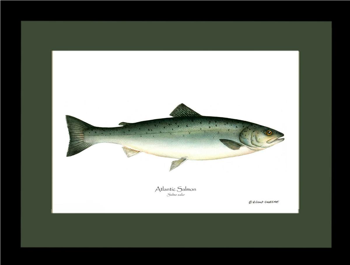 Fish Print: Salmon, Atlantic Salmo salar | Wall Art Fish Print