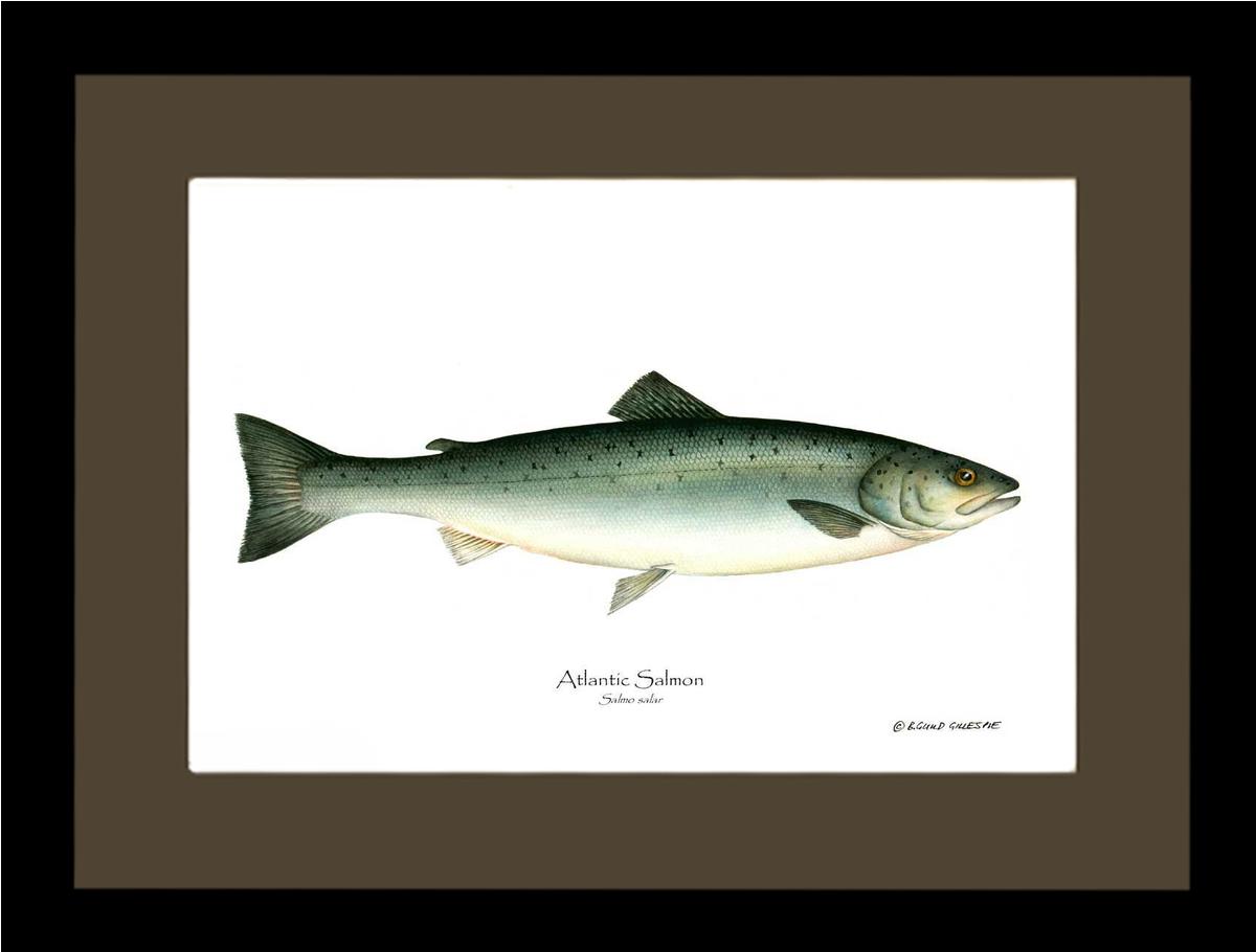 Fish Print: Salmon, Atlantic Salmo salar | Wall Art Fish Print