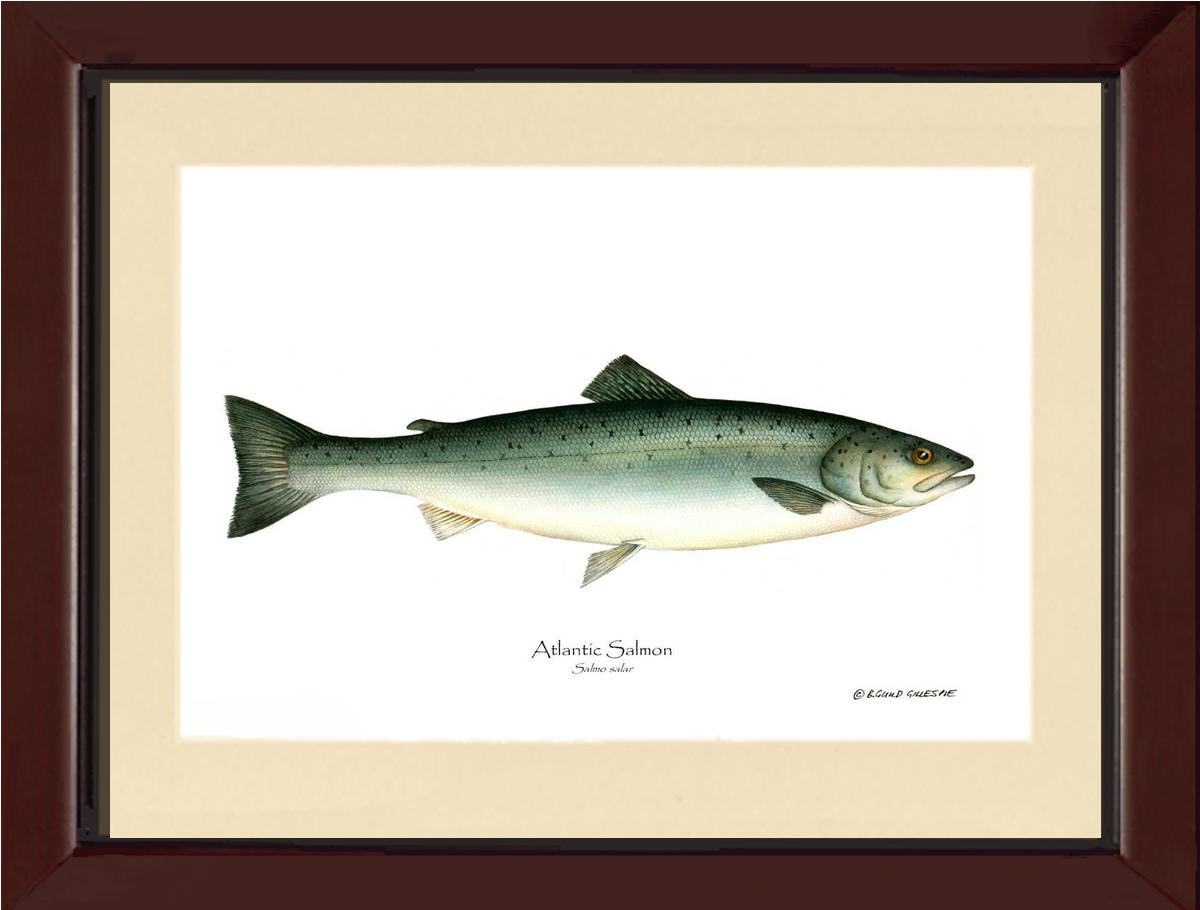 Fish Print: Salmon, Atlantic Salmo salar | Wall Art Fish Print
