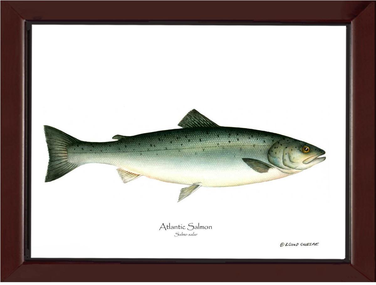Fish Print: Salmon, Atlantic Salmo salar | Wall Art Fish Print