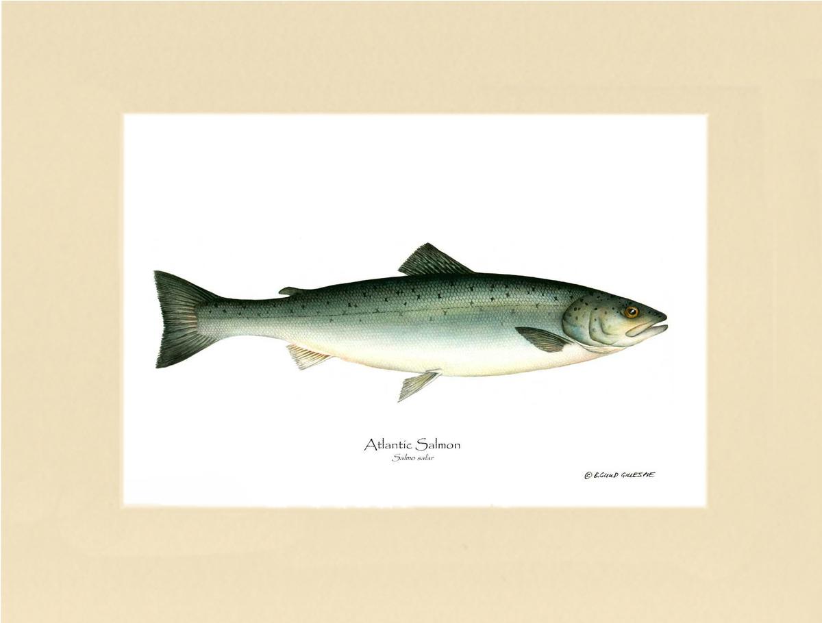 Fish Print: Salmon, Atlantic Salmo salar | Wall Art Fish Print