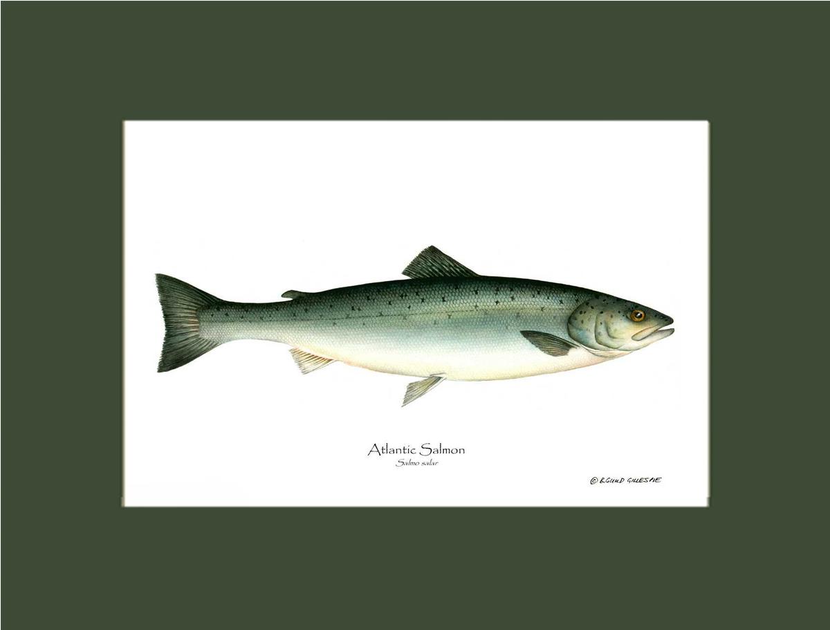 Fish Print: Salmon, Atlantic Salmo salar | Wall Art Fish Print