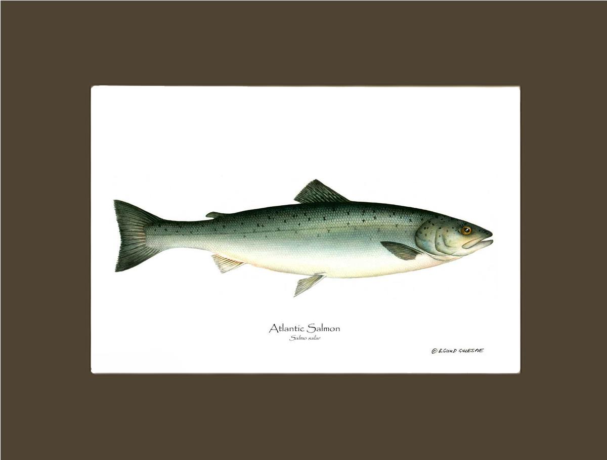 Fish Print: Salmon, Atlantic Salmo salar | Wall Art Fish Print