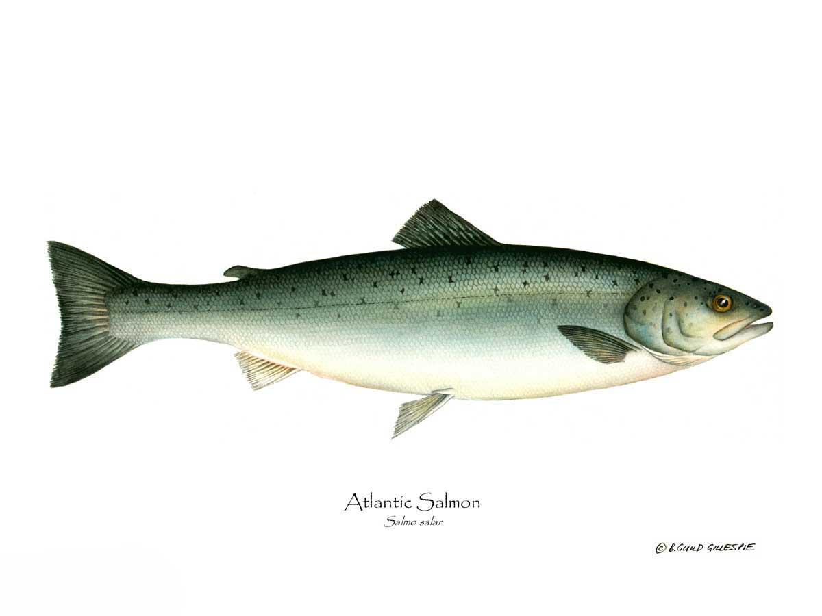 Fish Print: Salmon, Atlantic Salmo salar