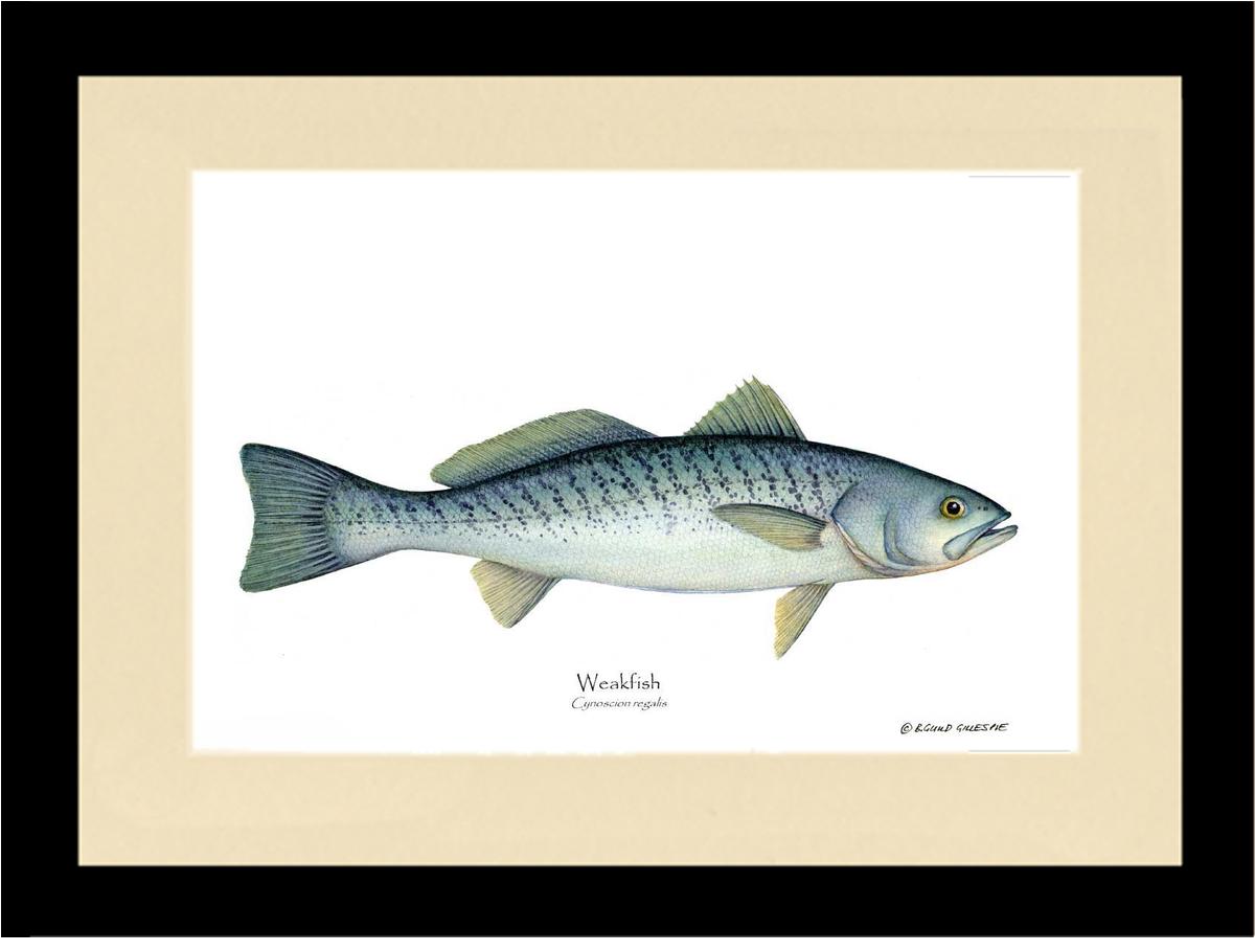 Weakfish Cynoscion rega | Wall Art Fish Print