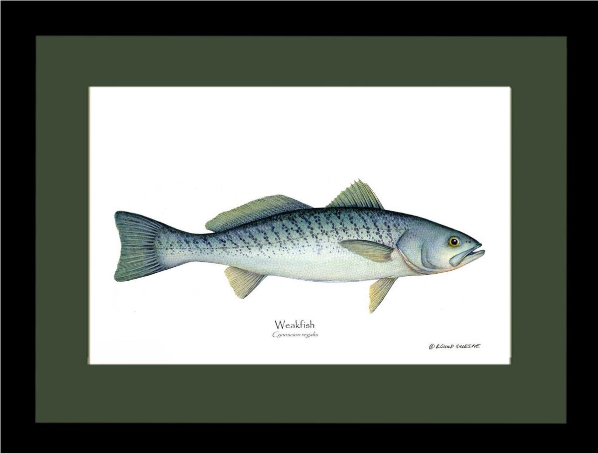 Weakfish Cynoscion rega | Wall Art Fish Print