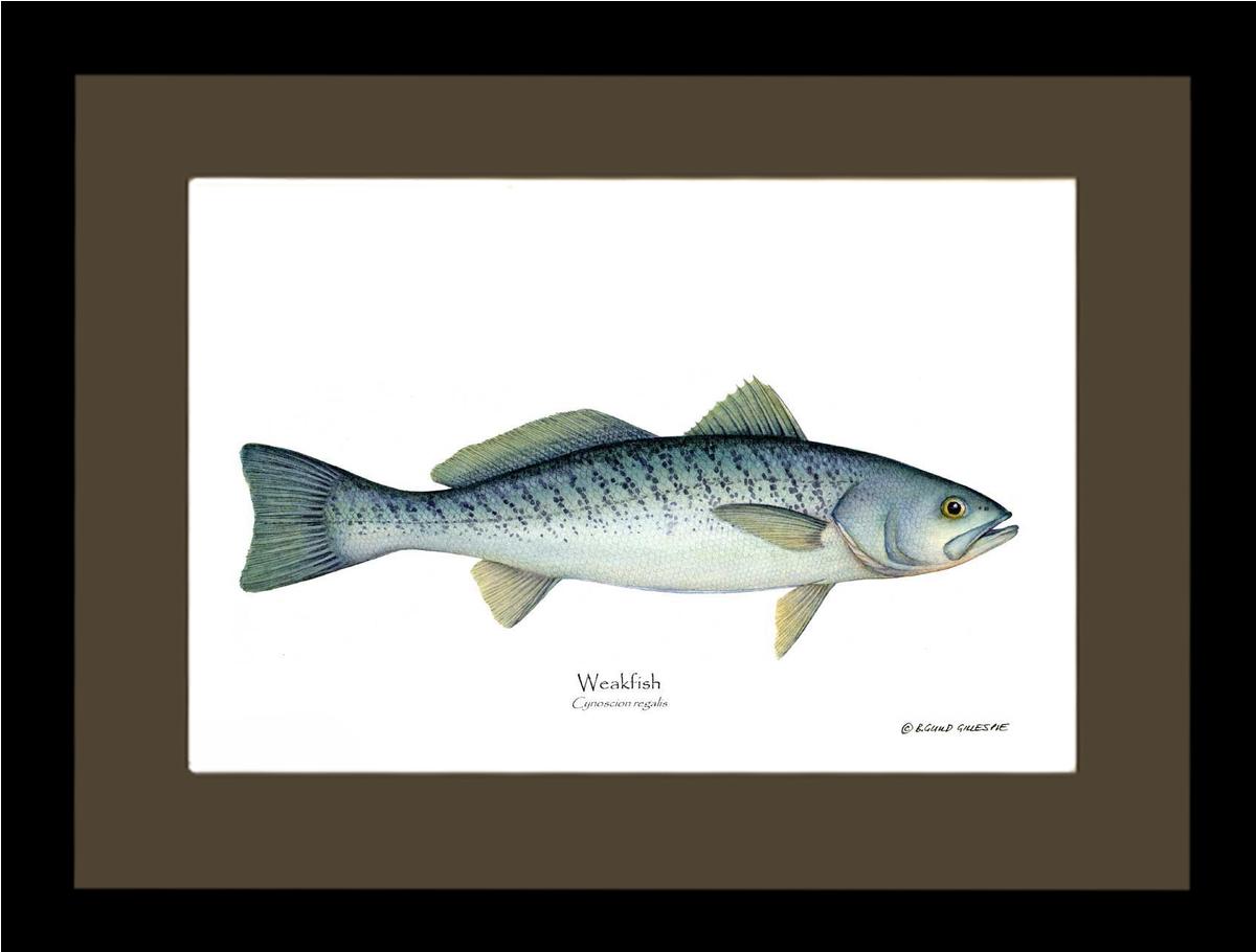 Weakfish Cynoscion rega | Wall Art Fish Print