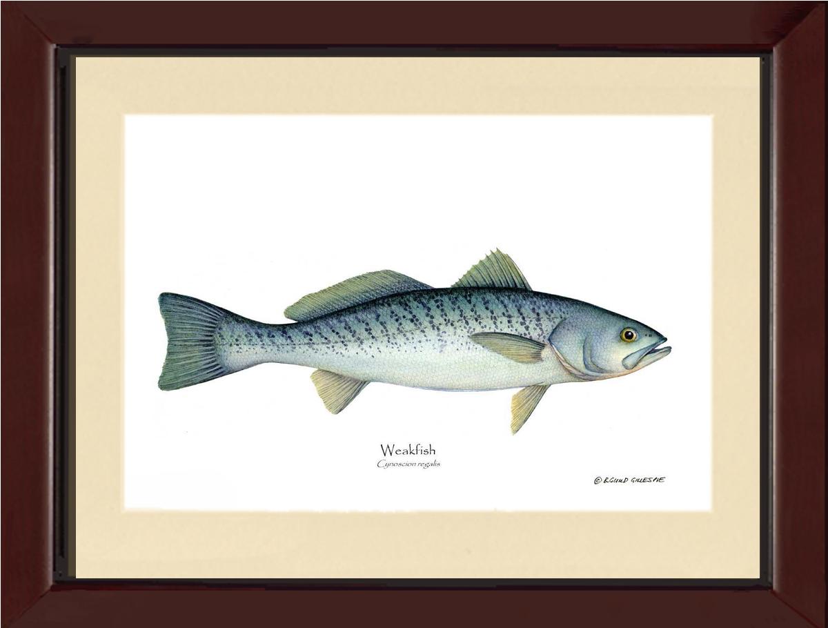 Weakfish Cynoscion rega | Wall Art Fish Print