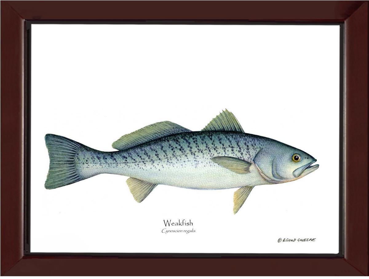 Weakfish Cynoscion rega | Wall Art Fish Print