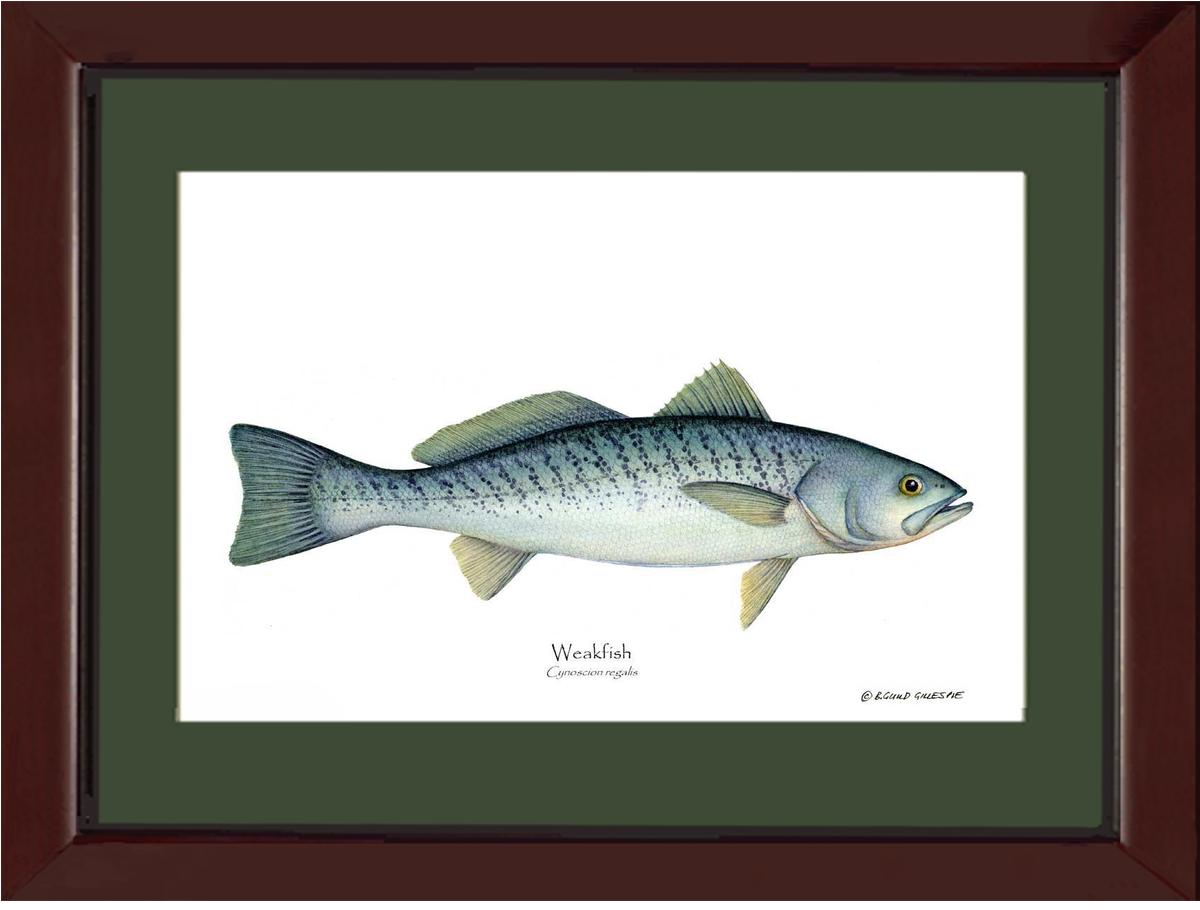 Weakfish Cynoscion rega | Wall Art Fish Print