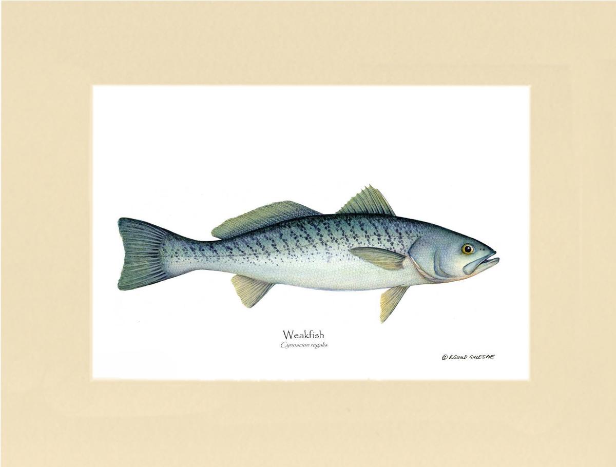 Weakfish Cynoscion rega | Wall Art Fish Print