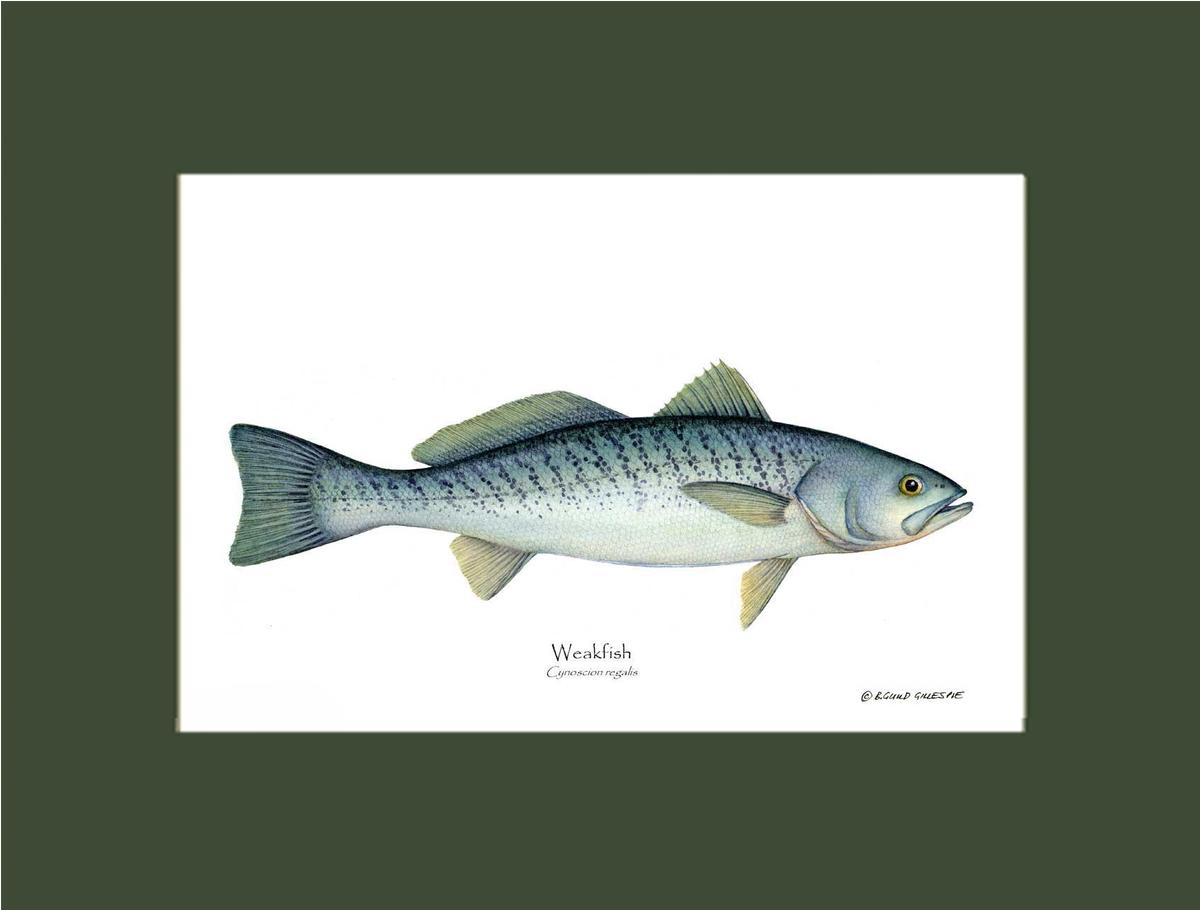Weakfish Cynoscion rega | Wall Art Fish Print