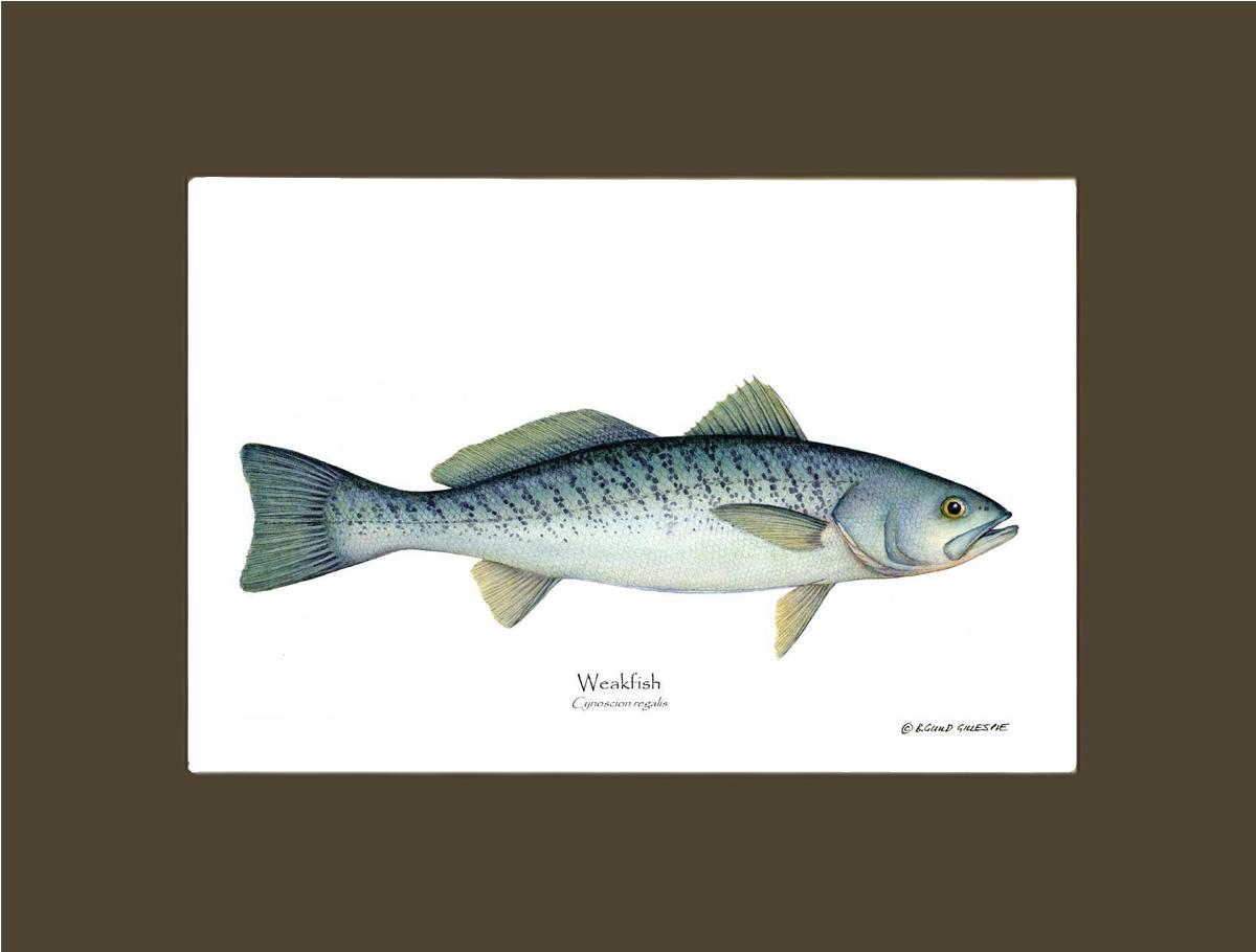 Weakfish Cynoscion rega | Wall Art Fish Print