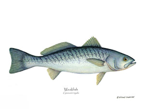 Weakfish Cynoscion rega