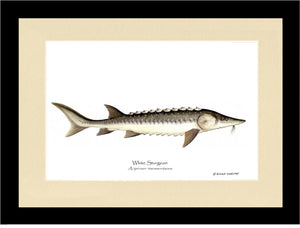 White Sturgeon Acipenser transmontanus
