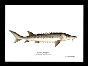 White Sturgeon Acipenser transmontanus