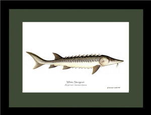 White Sturgeon Acipenser transmontanus