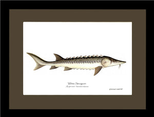 White Sturgeon Acipenser transmontanus