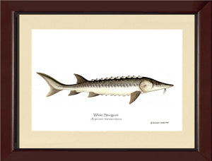 White Sturgeon Acipenser transmontanus