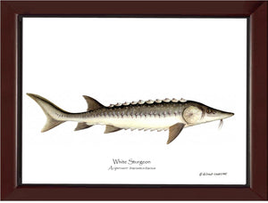 White Sturgeon Acipenser transmontanus
