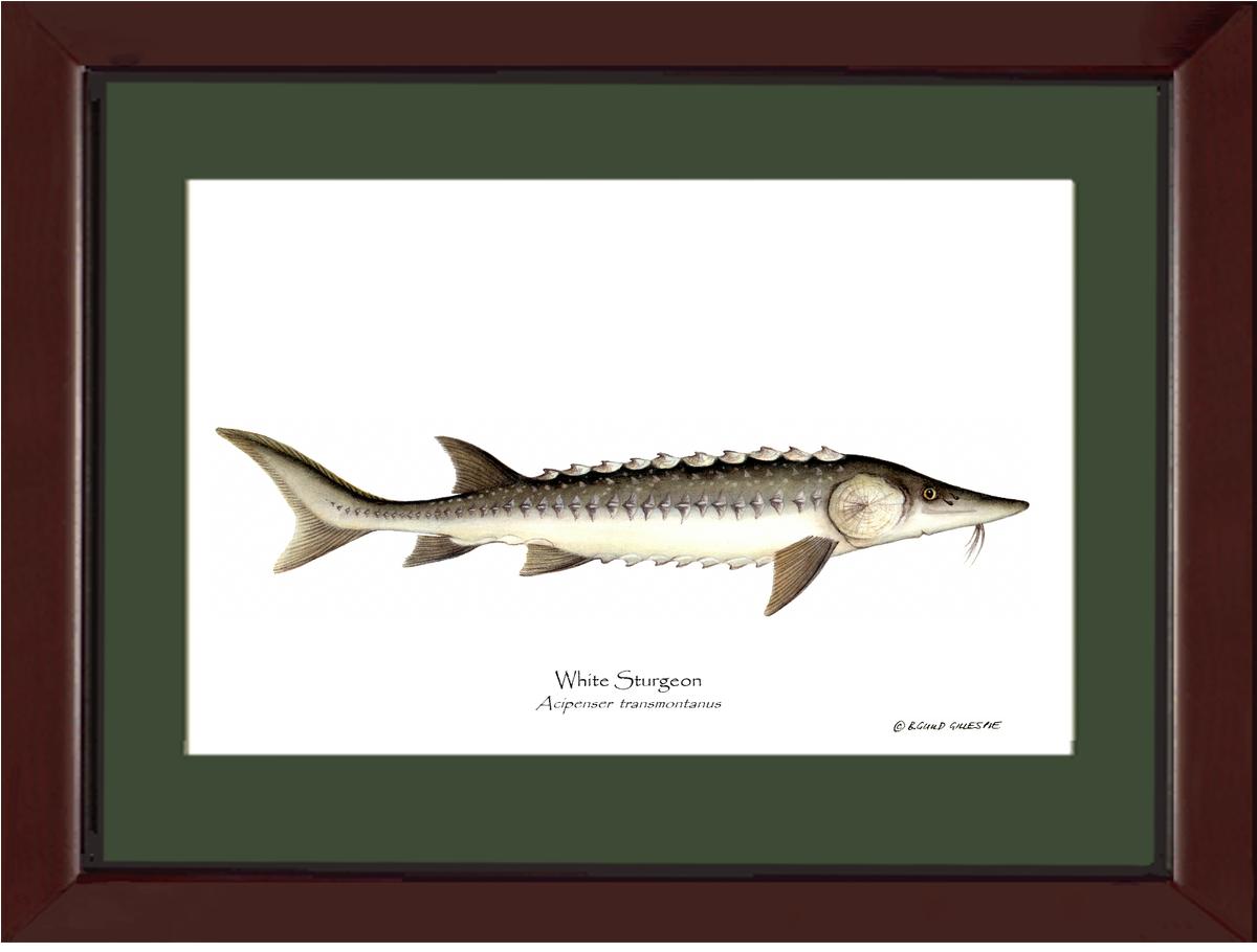 White Sturgeon Acipenser transmontanus | Wall Art Fish Print