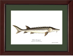 White Sturgeon Acipenser transmontanus