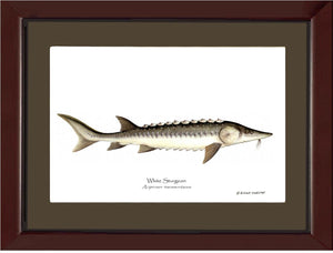 White Sturgeon Acipenser transmontanus