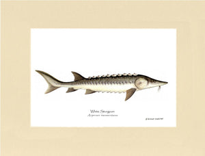 White Sturgeon Acipenser transmontanus