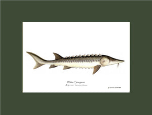 White Sturgeon Acipenser transmontanus