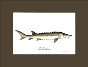 White Sturgeon Acipenser transmontanus