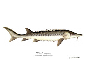 Fish Print: Wihte Sturgeon Acipenser transmontanus