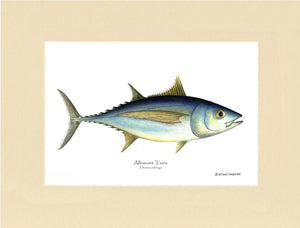 Albacore Tuna - Thunnus alalunga - Charting Nature