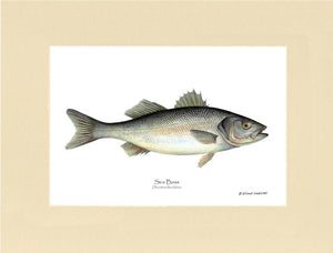 Sea Bass Dicentrarchus labrax