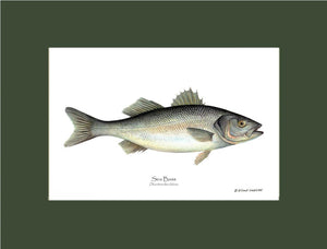 Sea Bass Dicentrarchus labrax