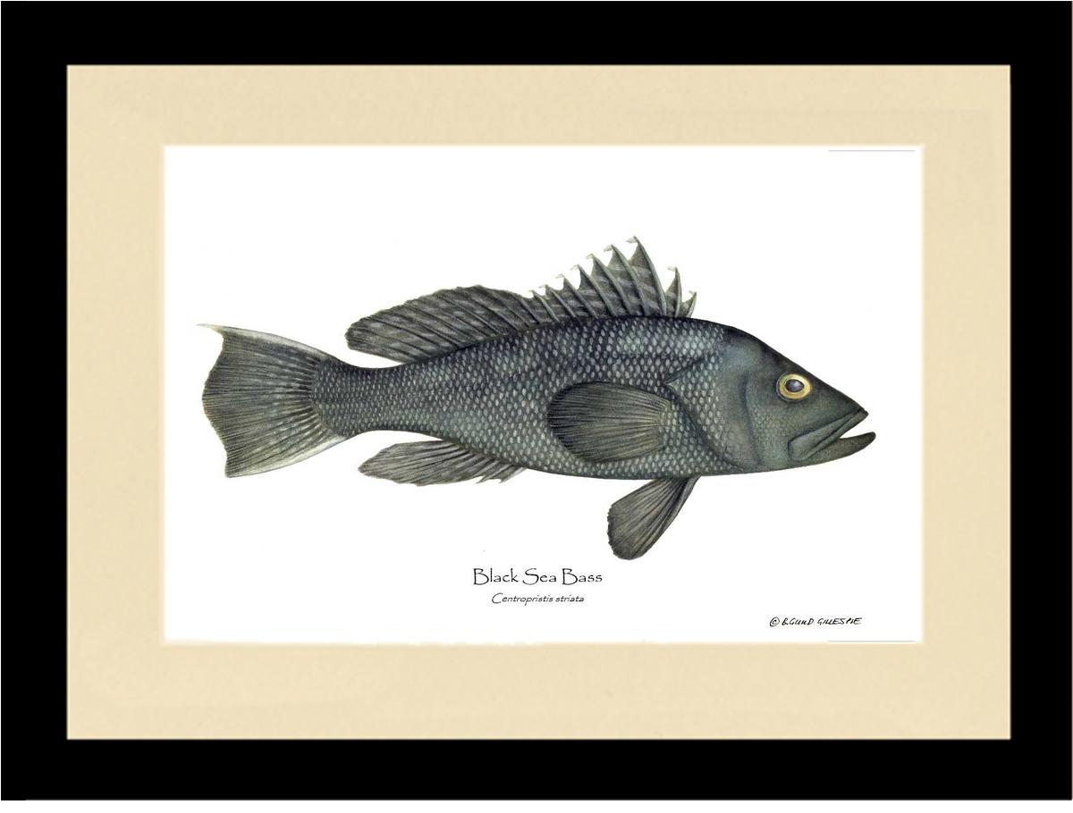 Black Sea Bass | Wall Art Fish Print