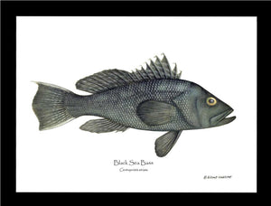 Black Sea Bass